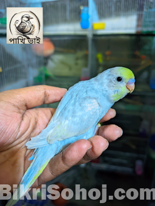 Rainbow Baby Bird রেইনবো বেবি বার্ড